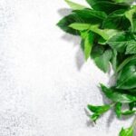 ashwagandha 900x370 1