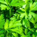 natka pietruszki 6 900x370 1