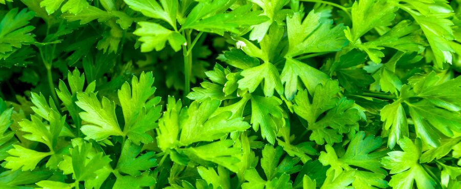 Czy wiesz, że natka pietruszki to skarbnica wartości odżywczych?